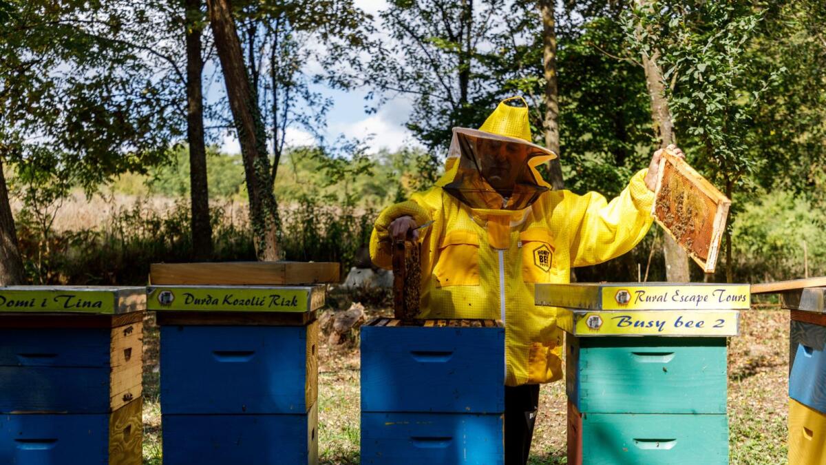 Beekeeper and owner Domagoj Balja inspects honey from the hives in 'Bee hotel with five stars' in Garesnica, Croatia.