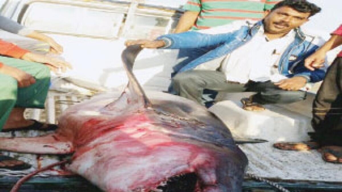 Shark attack near Fujairah! Fishermen escape unhurt