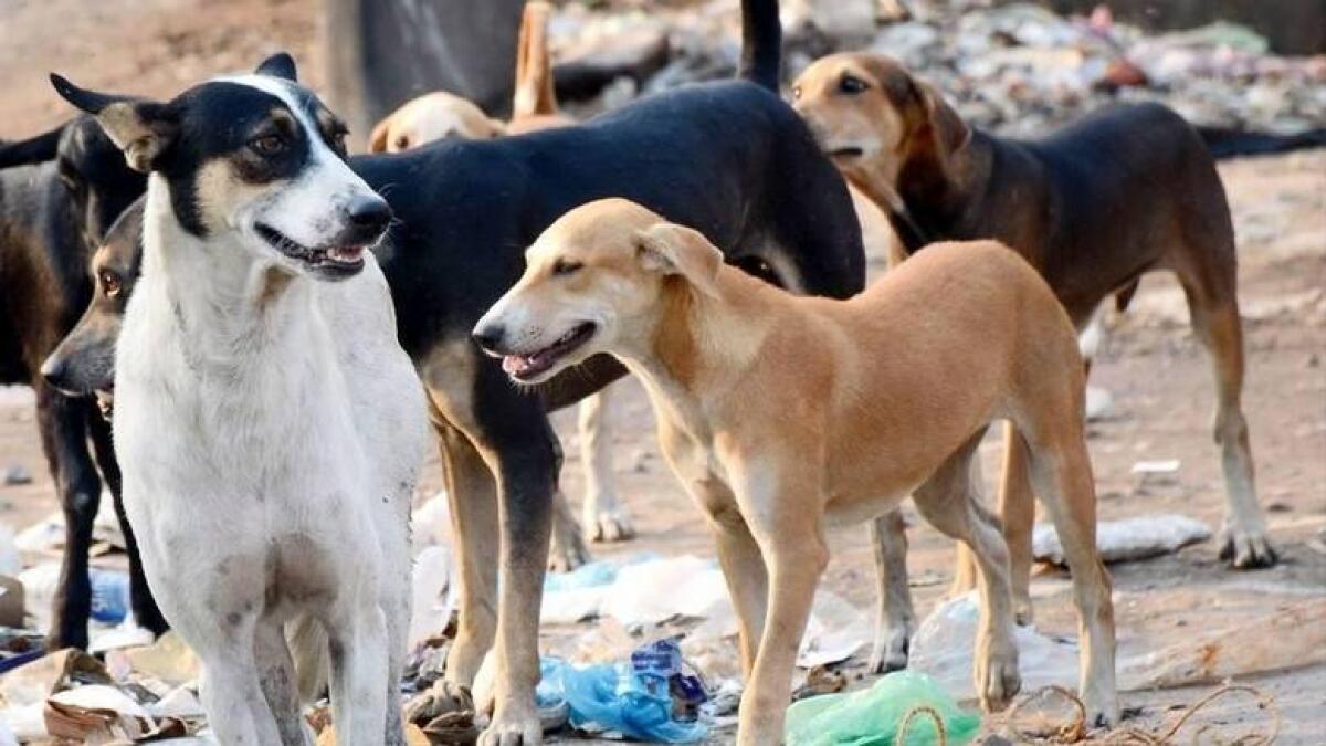 The stray dogs have attacked over two dozen people in the past three months in Rasiakhanpur village in Bisalpur tehsil.