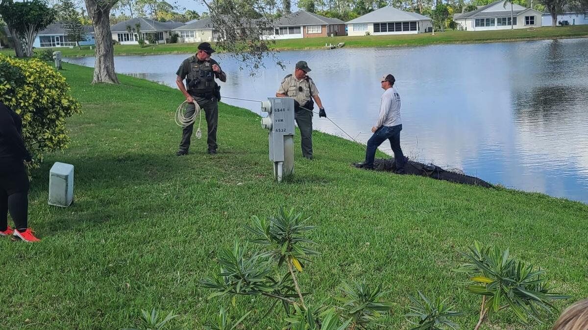 The alligator that attacked an old woman is being captured in Florida. — Courtesy/Facebook
