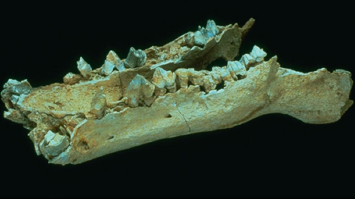 Fossil of rare extinct species found in UAE