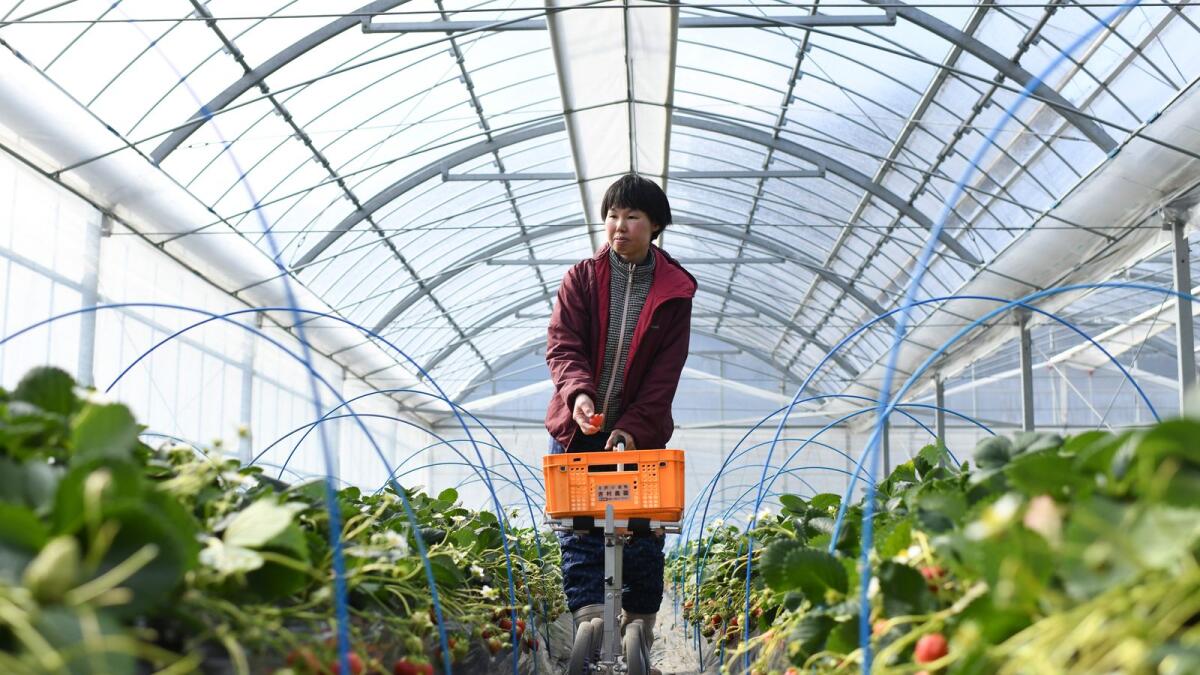 Satoko Yoshimura, a strawberry farmer, harvests the fruit strawberries at her farm in Osaka, Japan. She has developed techniques to limit the need for kerosene heating. (Noriko Hayashi/The New York Times)