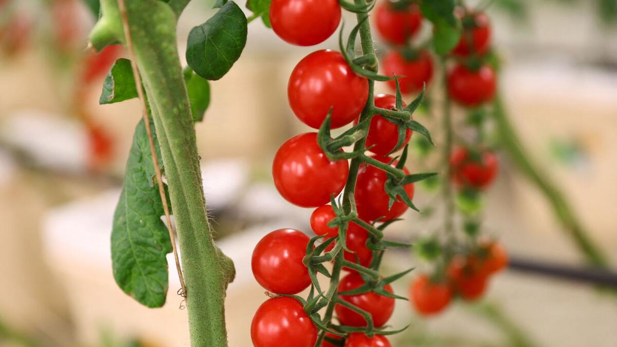 A cherry tomato cluster, growing in desert soil inside a greenhouse is pictured at Veggietech.