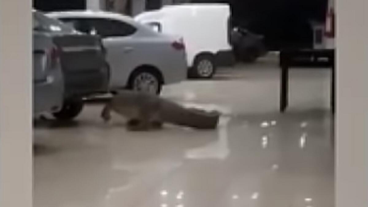 Video: Crocodile calmly walks around car dealership