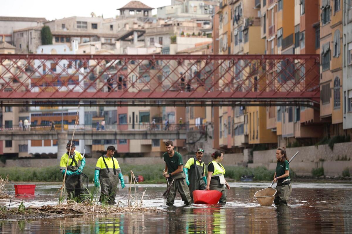 Workers catch fish using voltage electricity to transfer the native species to another location due to the low water level of the River Onyar, in Girona, Spain, on Wednesday. — Reuters