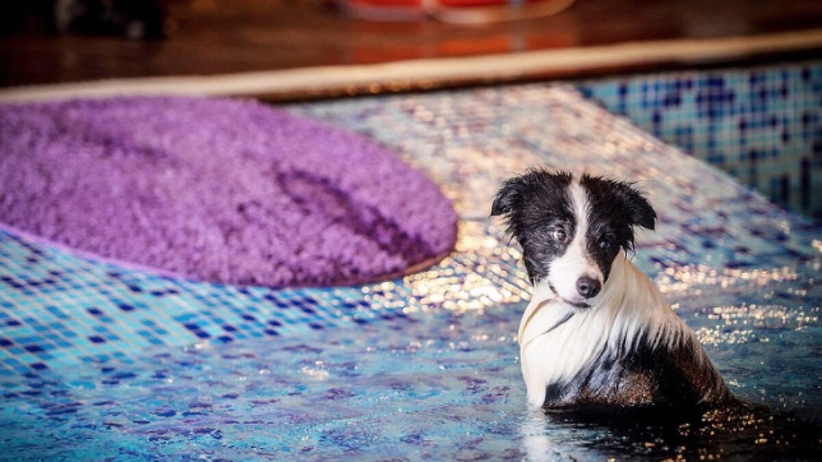 Video: Man spends Dh1.8 million to build dog mansion