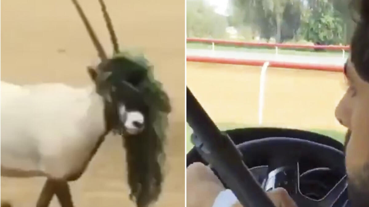Video: Sheikh Hamdan rescues entangled oryx in Dubai