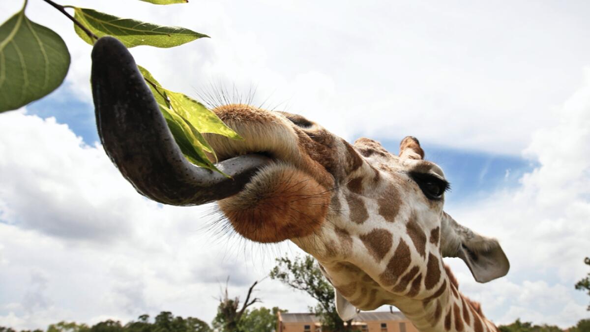 A giraffe reaches for a leaf at the Oklahoma City Zoo, in Oklahoma City. Photo: AP