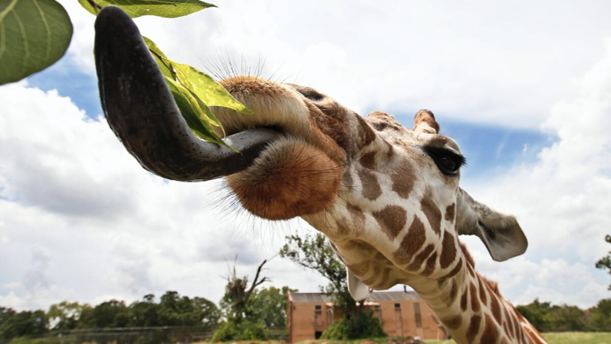 A giraffe reaches for a leaf at the Oklahoma City Zoo, in Oklahoma City. Photo: AP