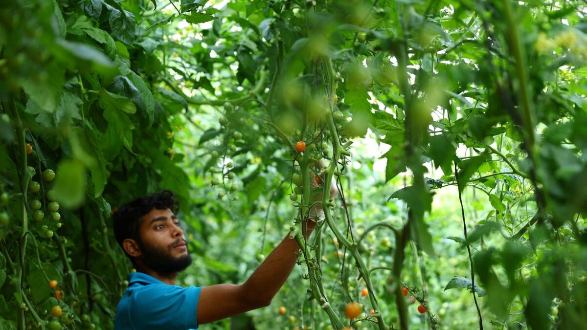 A worker harvests cherry tomato grown in desert soil inside a greenhouse at Veggietech, a start-up farm, that produces all year-round crops using smart and sustainable farming technologies in the middle of Sharjah desert. — Photos by Reuters