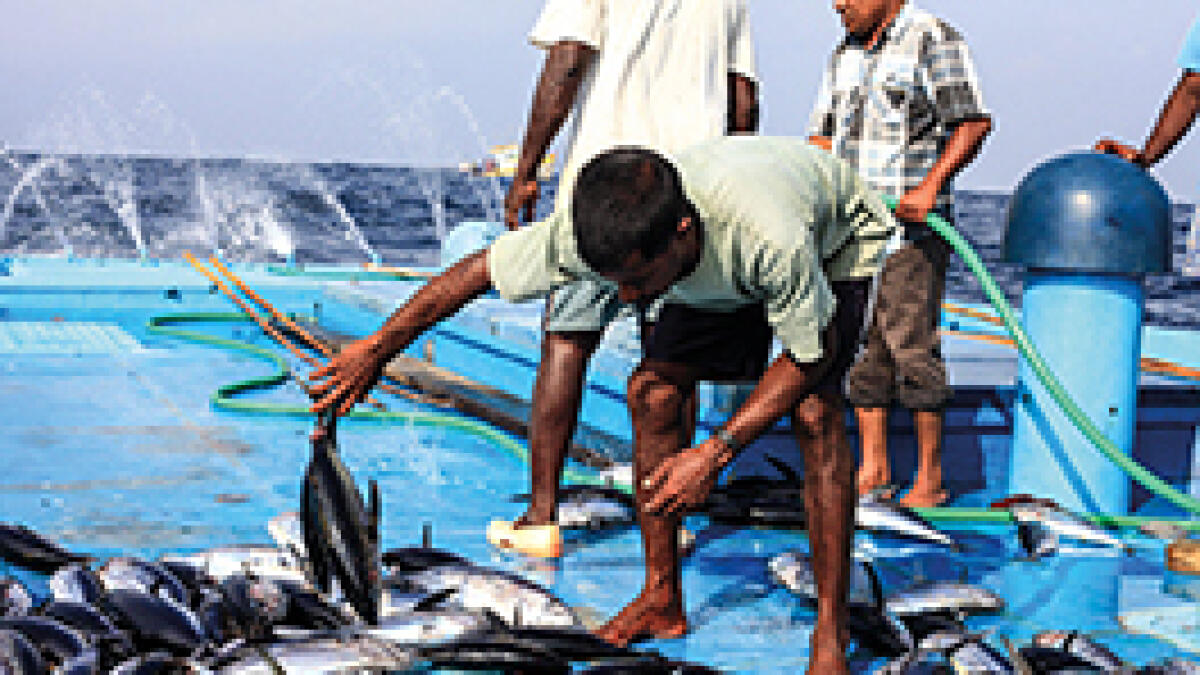 The social dimension of the Maldivian sea
