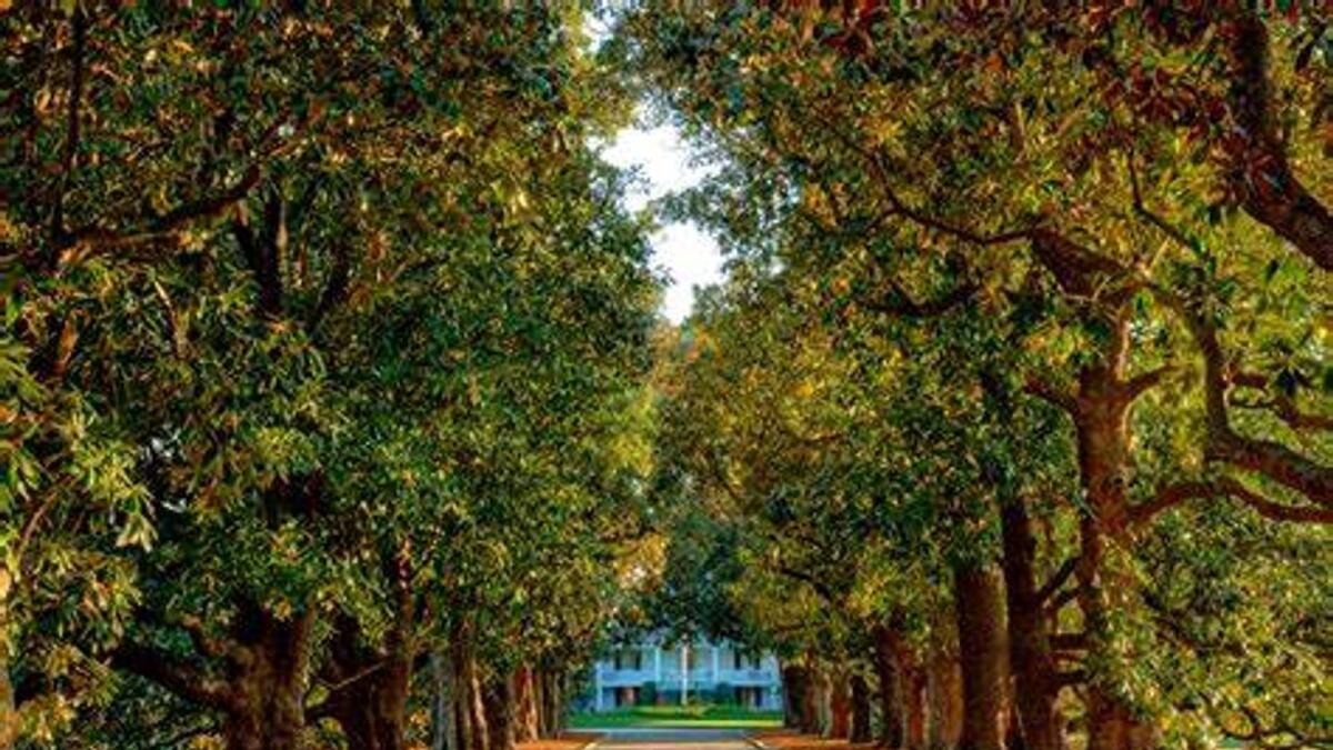 The magnolia trees that line the entrance to Augusta National and the Masters Tournament. - Photo Nick Tarratt