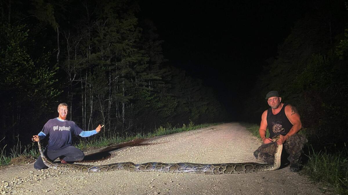 Python hunters holding their record breaking 18-foot 9-inch python on October 2, 2020, along the L-28 Tieback Canal about 56kms west of Miami.