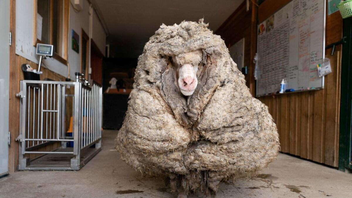 Baarack the a wild sheep who was found wandering in the wilderness of the Australian bush. Photo: AFP
