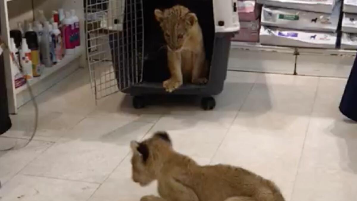 Despite crackdown, wild animals flock Abu Dhabi vet clinics