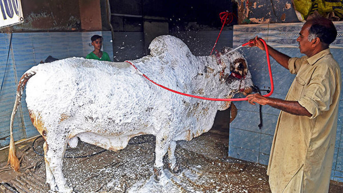 Eid Al Adha, Karachi, car-wash owner, Sheikh Sagheer, washes, animals, Pakistan