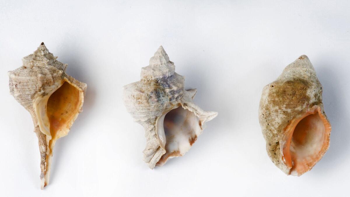 A view of a collection of shells mollusc species indigenous to the Mediterranean sea believed to be the source of purple dye fragments found at the Timna Valley excavation site: (L to R) Banded Dye-Murex (Hexaplex trunculus), Spiny Dye-Murex (Bolinus brandaris), and Red-Mouthed Rock-Shell (Stramonita haemastoma).