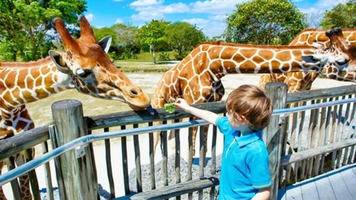 Picture retrieved from Dubai Safari Park/Website
