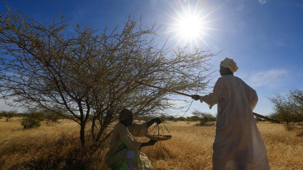 Sudanese men harvest gum arabic sap from an acacia tree, in the state-owned Demokaya research forest some 30km east of El-Obeid, the capital city of the central wilayet (state) of North Kordofan, on January 9, 2023.  — AFP