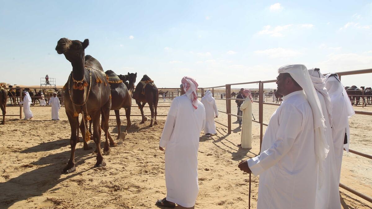 Tails of camels, desert festivals in Abu Dhabi desert