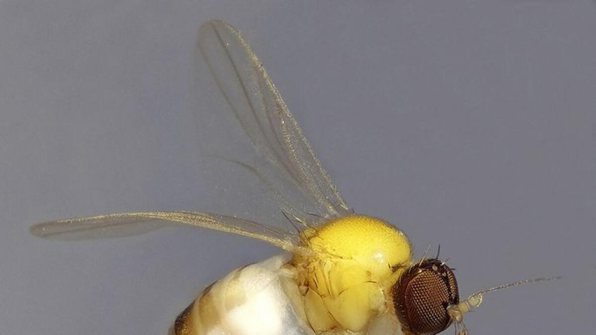 2 species of flies discovered in Abu Dhabi