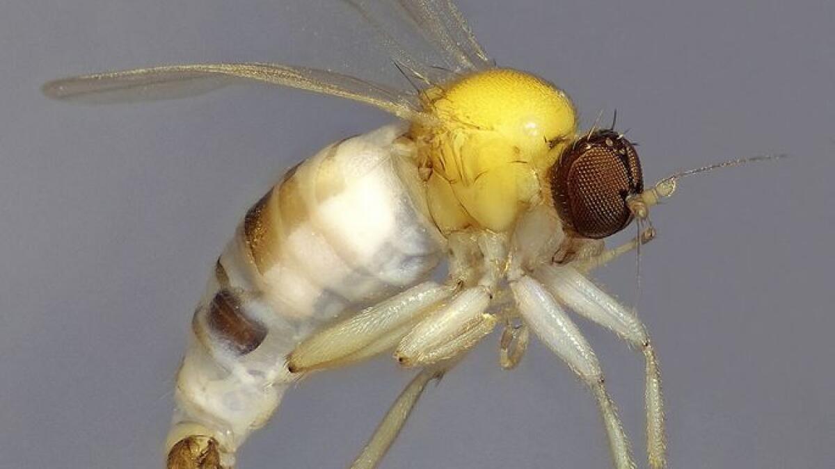 2 species of flies discovered in Abu Dhabi