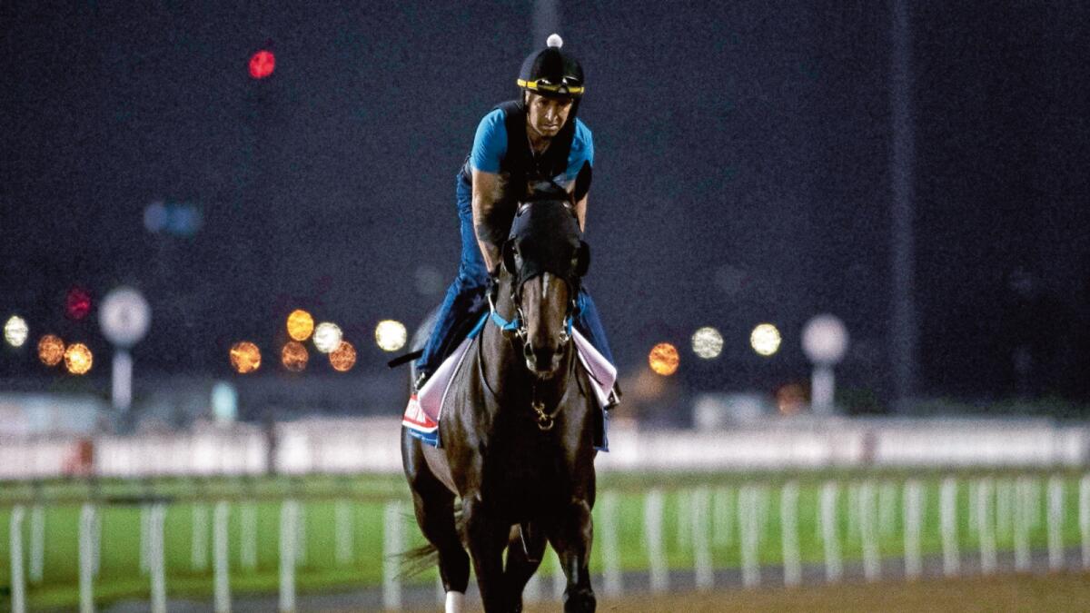 Contender: Midnight Bourbon warms up during the morning trackwork at Meydan Racecourse. — AP