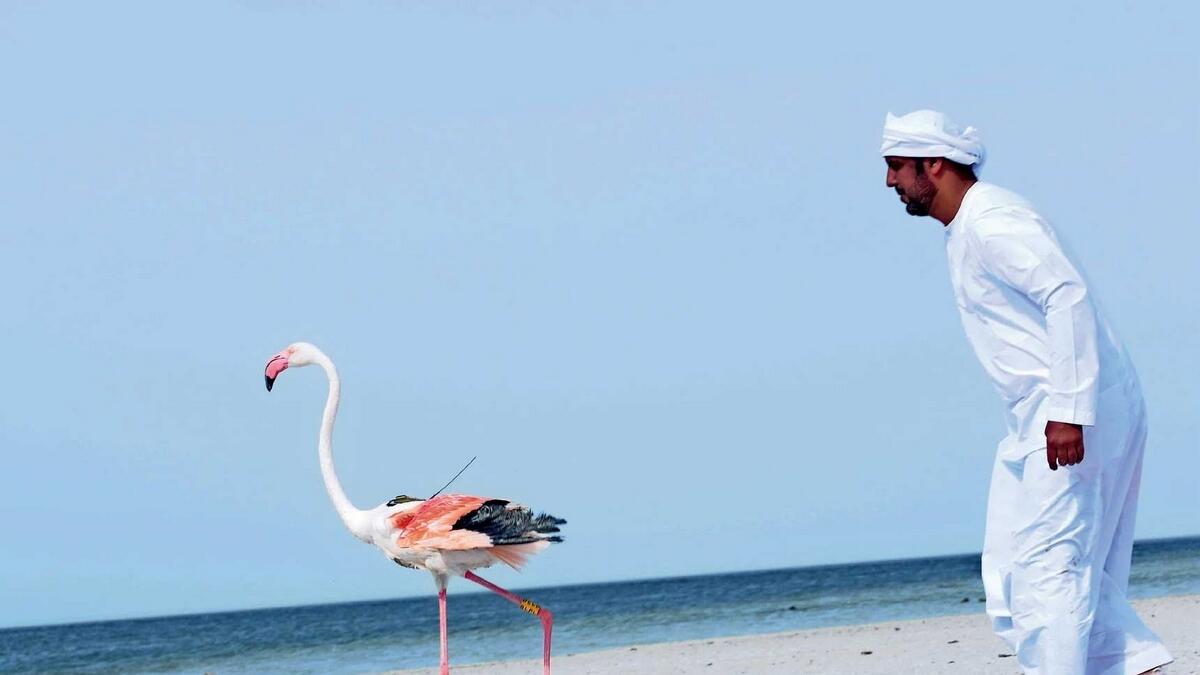 An EAD staff releases a tagged flamingo into the wild as part of the Abu Dhabi Birdathon Initiative.