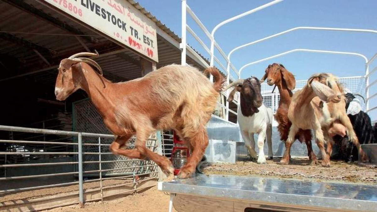 Stray dogs kill 11 sheep in UAQ farm; rabies threat feared