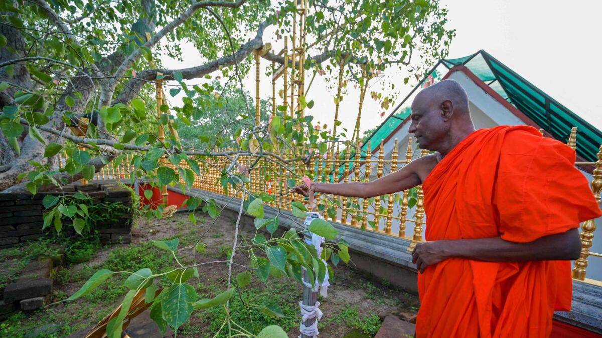 Monk Pallegama Hemarathana, the chief custodian of the ancient bodhi tree, showing newly sprouting leaves of the holy tree at Sri Maha Bodhi temple in Anuradhapura. -- AFP