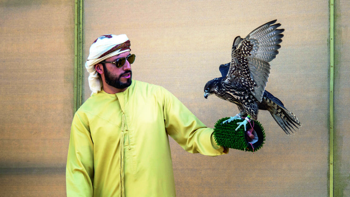 Rashid bin Mejren, Hamdan’s brother, with his prized falcon that topped the Farkh category