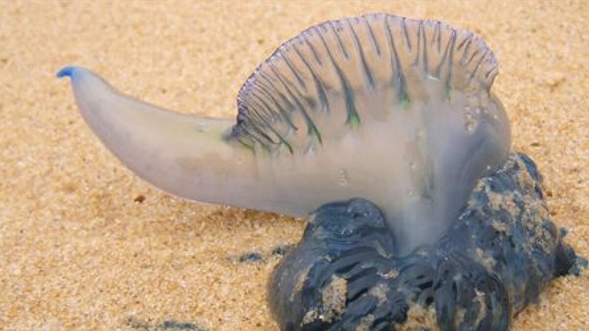 Beaches close as thousands stung by jellyfish in Australia