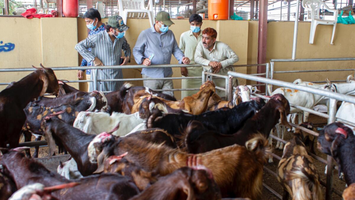 A worker shows his livestock to his customers ahead of Eid Al Adha, at a cattle market in Dubai. Photo: Shihab/Khaleej Times