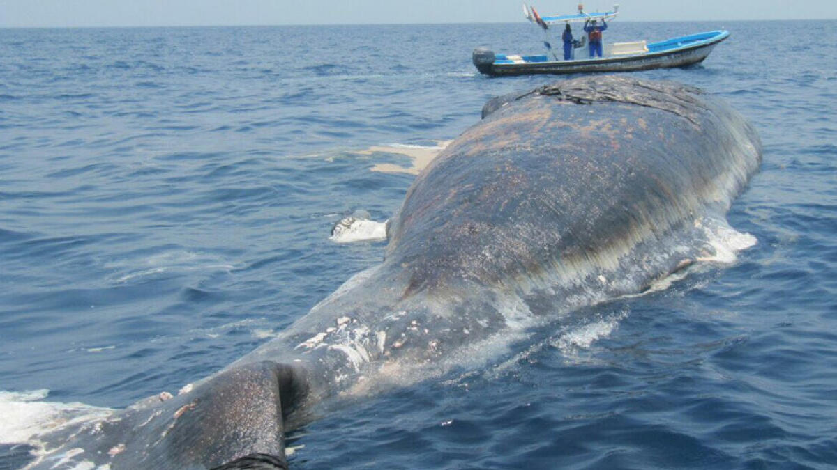 Photos: Dead whale found off Fujairah coast 