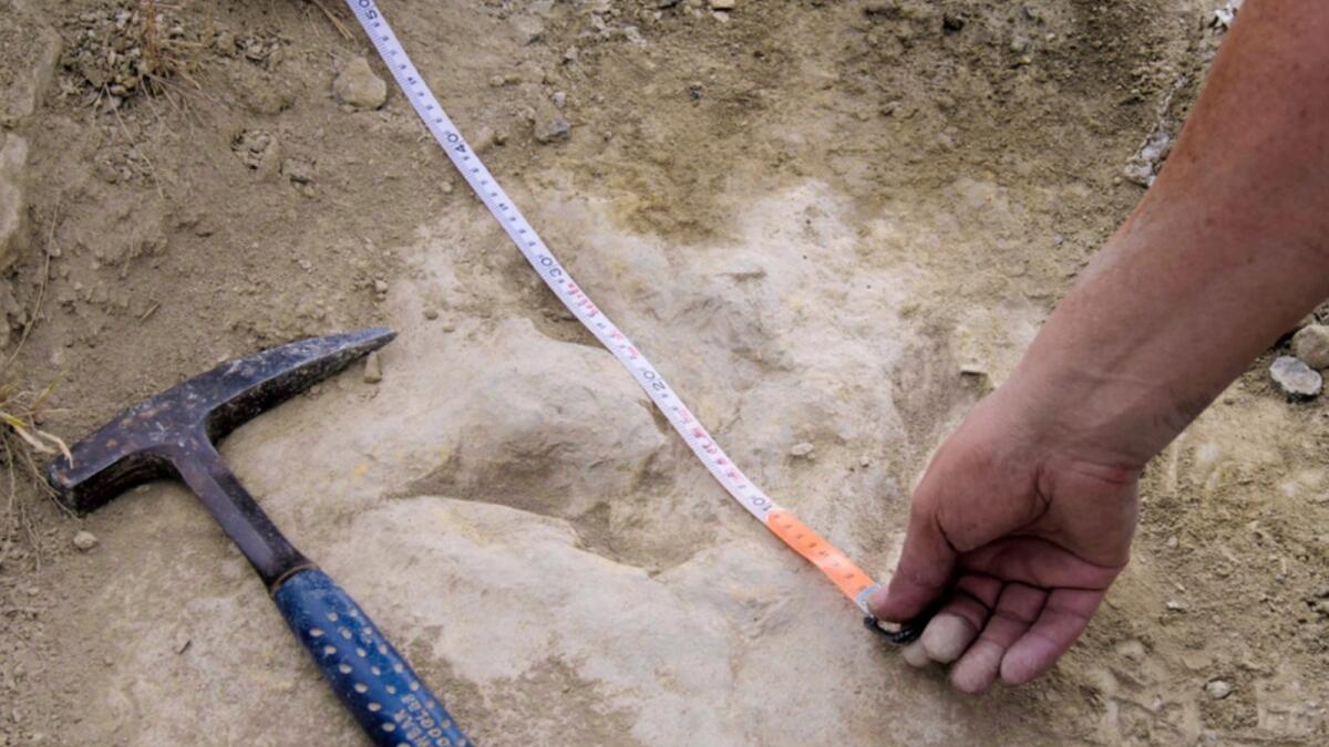 A researcher measures a 120 million year-old fossilized dinosaur footprint the in the La Rioja region in northern Spain. — AP