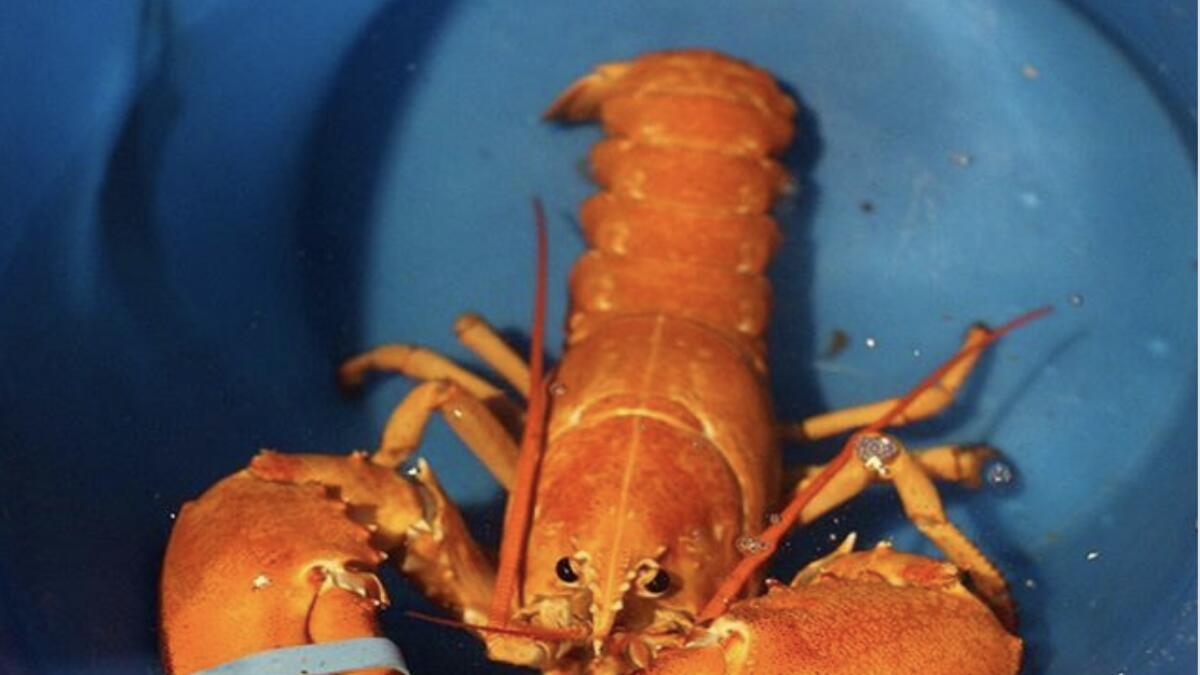 Video: Rare orange lobster lucky to be alive