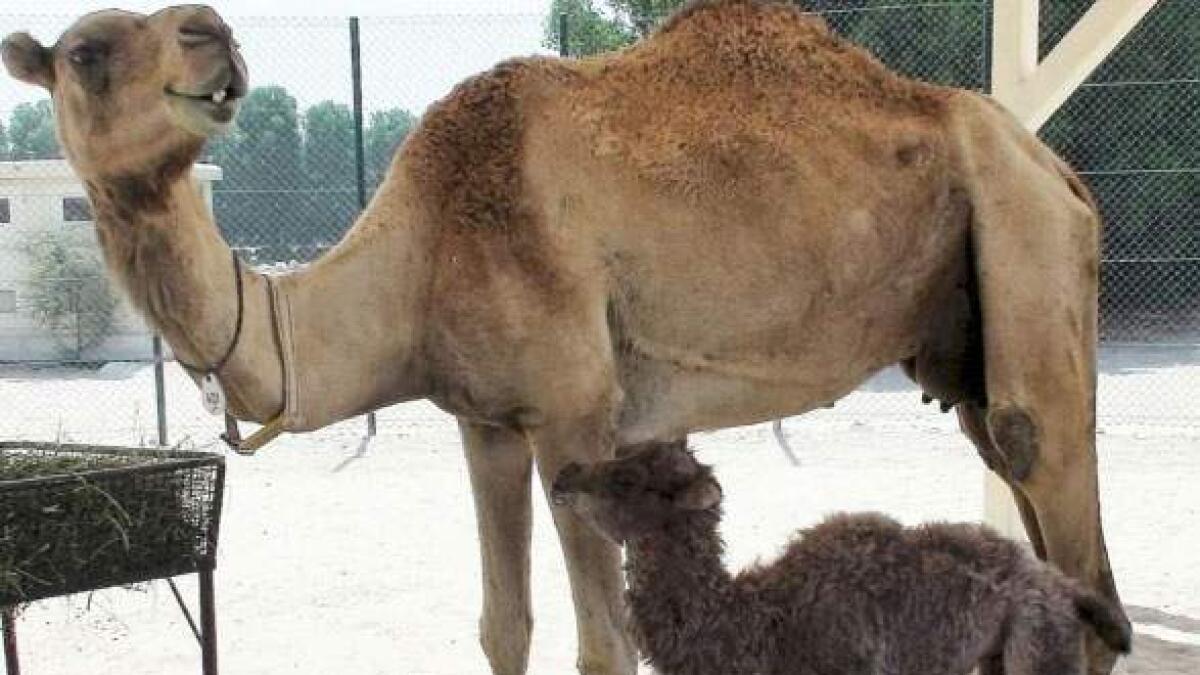 Dubai centre produces first cloned Bactrian camel