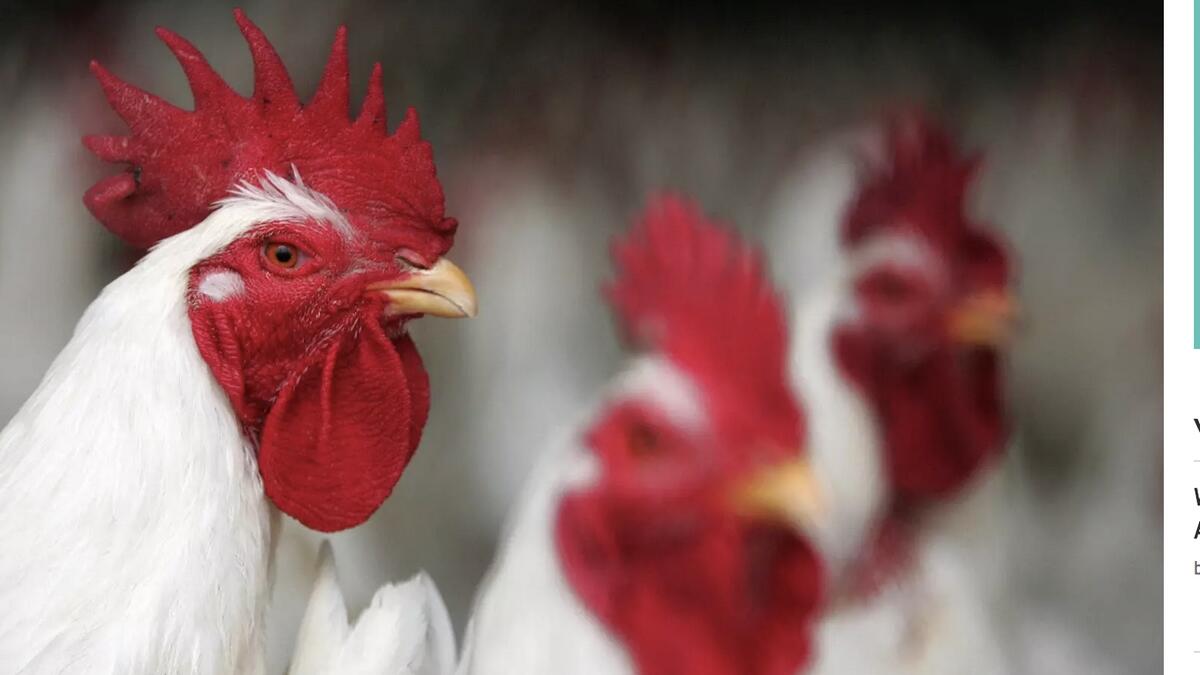 Pakistani boy arrested for sexually assaulting hen 