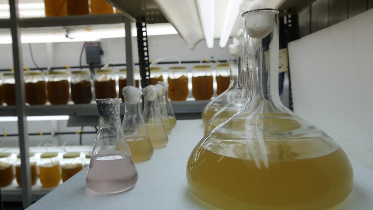 Algae stock culture at a hatchery. Algae is grown as feed for fish.