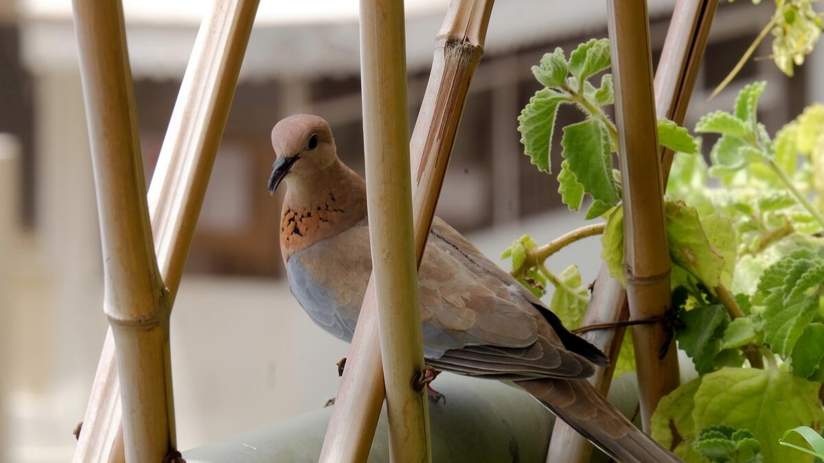Balconies are a safe haven for Dubai's feathered friends too