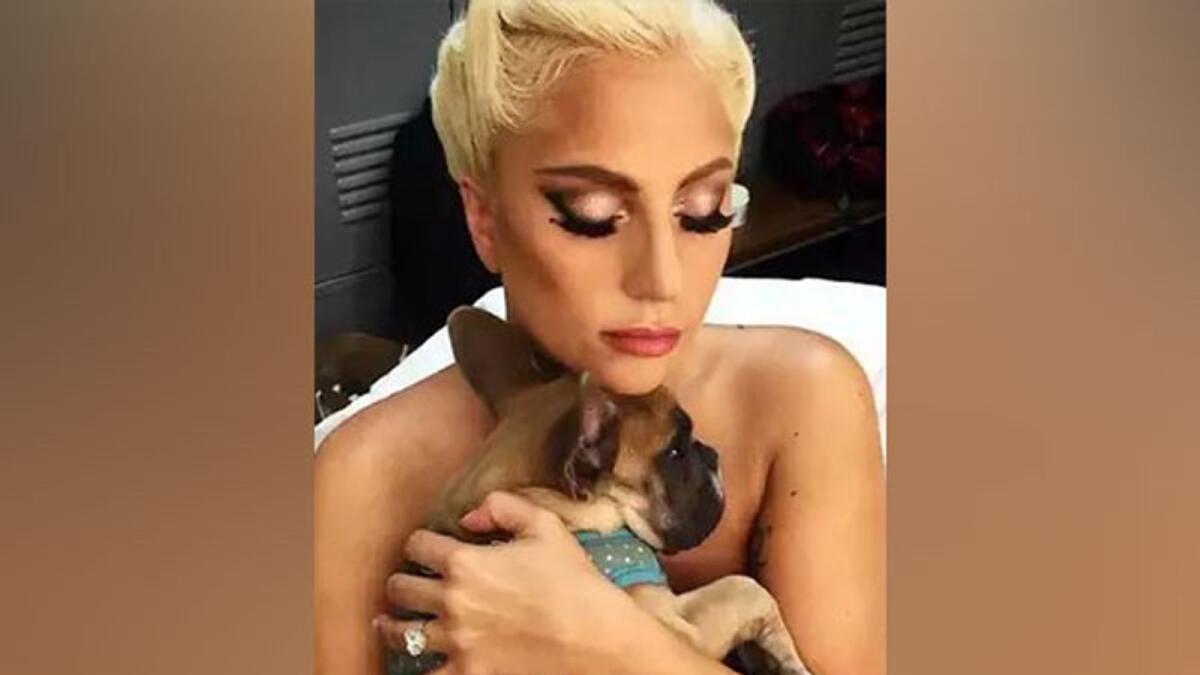 Lady Gaga, who was filming a movie in Rome when her pets were taken, had issued a public plea on social media for an 'act of kindness' to bring them home, and offered a $500,000 reward. — File photo