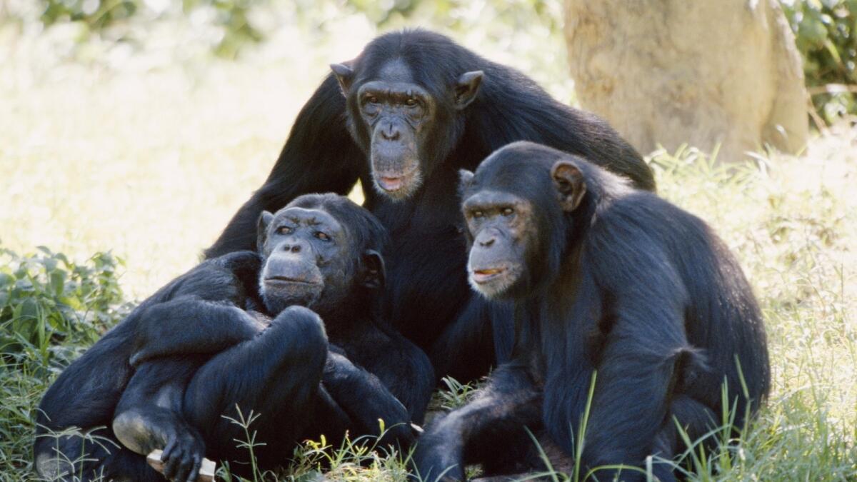Mothers of male chimps more sociable