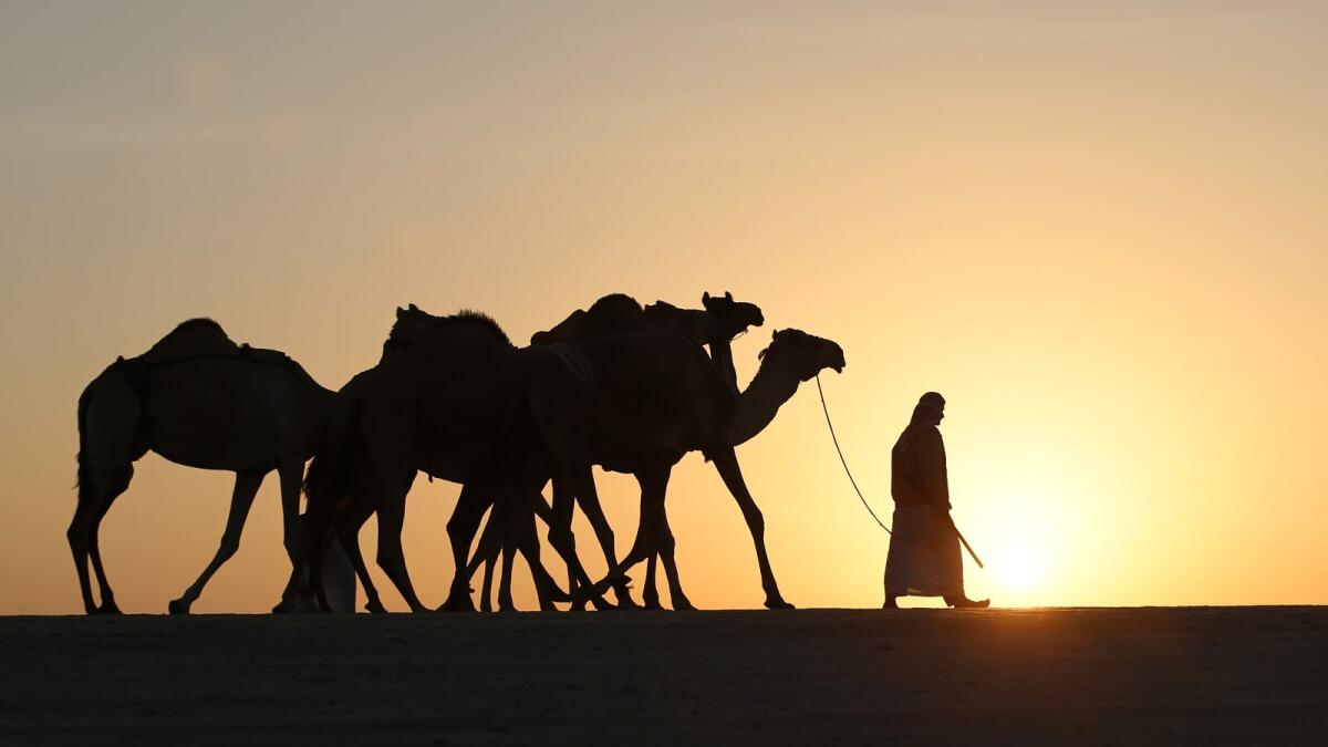 An Emirati man prepares camels for the Mazayin Dhafra Camel Festival in the desert near the city of Madinat Zayed.
