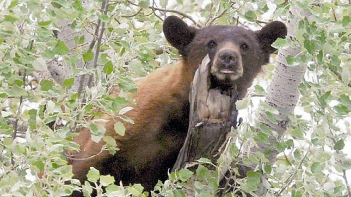 Man wakes to find black bear nibbling ankle