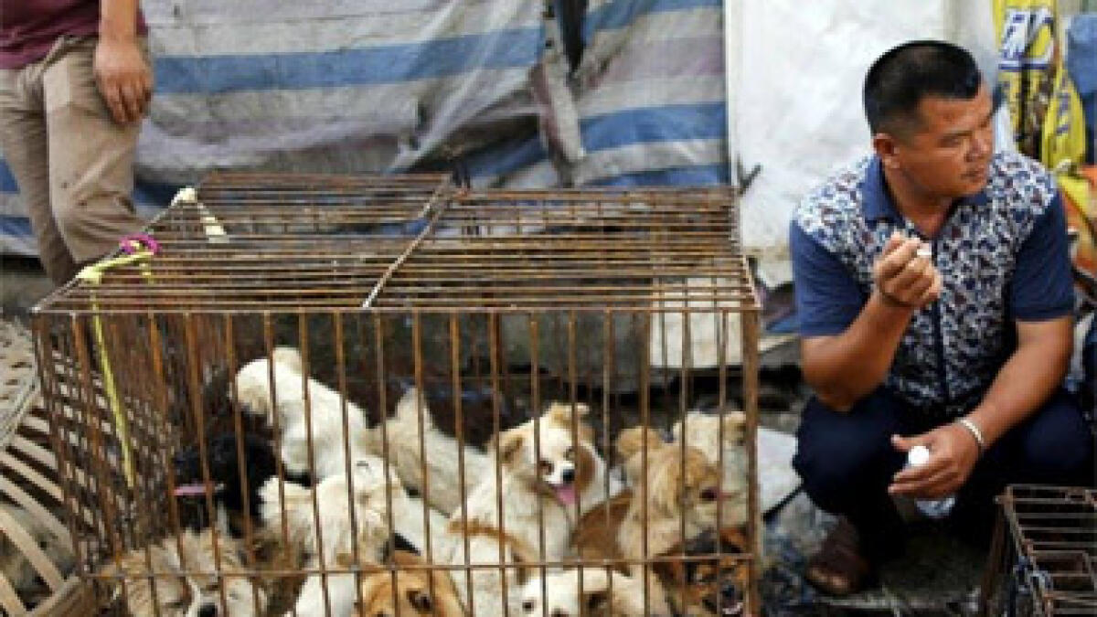 Protesters muzzled at Chinese dog meat festival