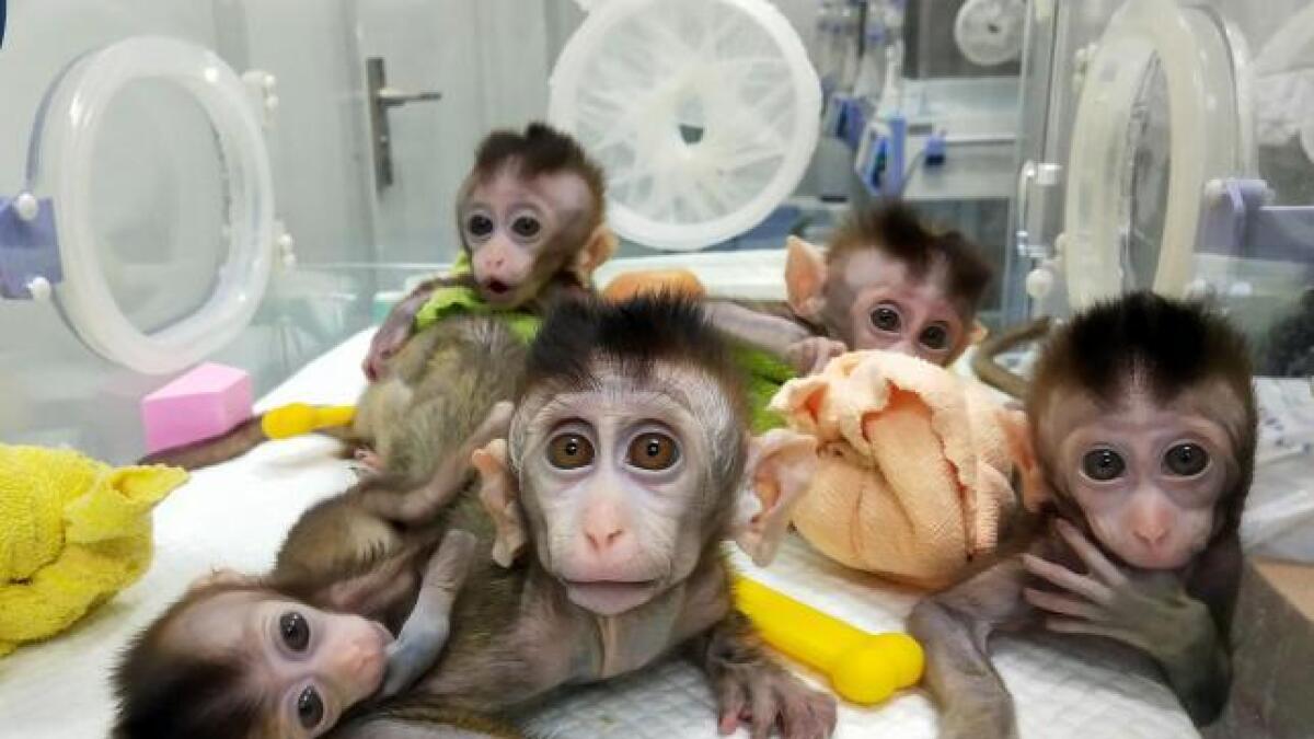 China clones gene-edited monkeys to research on sleep disorder 