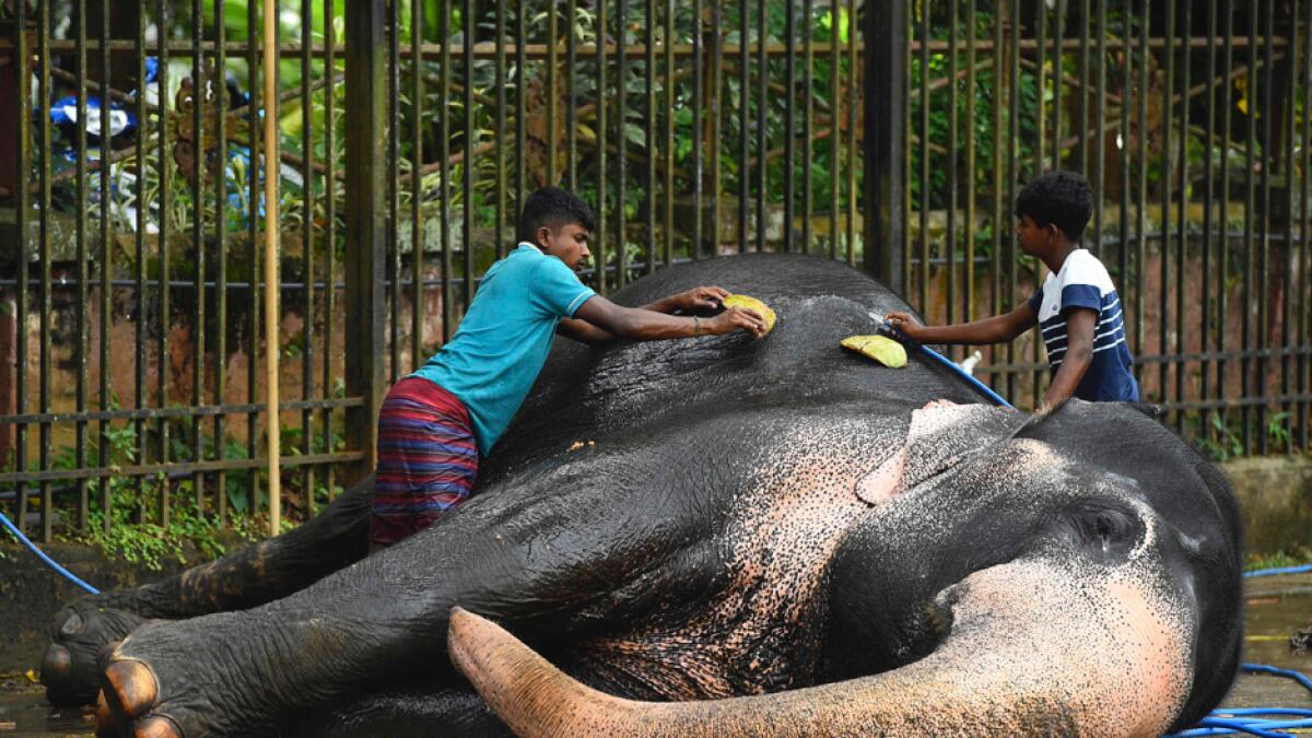 Mahouts wash an elephant near a fountain ahead of the 'Esala Perahera' or 'Festival of the Tooth', in Kandy, some 116 km from Colombo, Sri Lanka. Photo: AFP