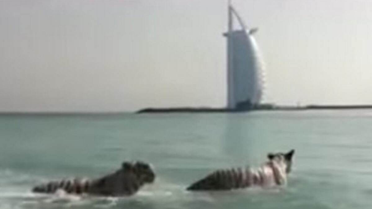 Five tigers spotted swimming near the Burj Al Arab!