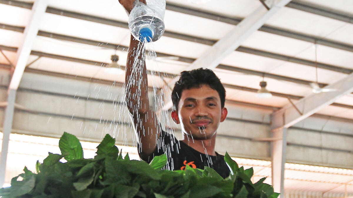 A vegetable seller sprinkles cold water shower on green leaves to keep them fresh all the day at the Ajman vegetable market. 