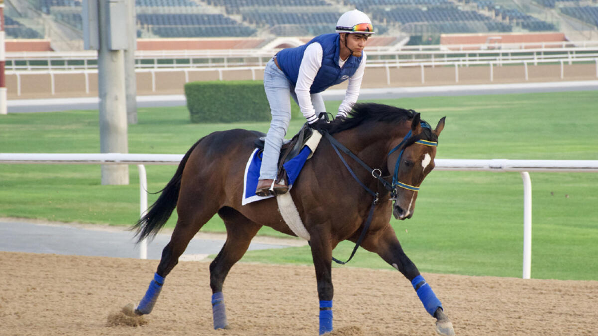 Imperial Hint undergoes a workout session under exercise rider Jose Contreras.  - Supplied photo